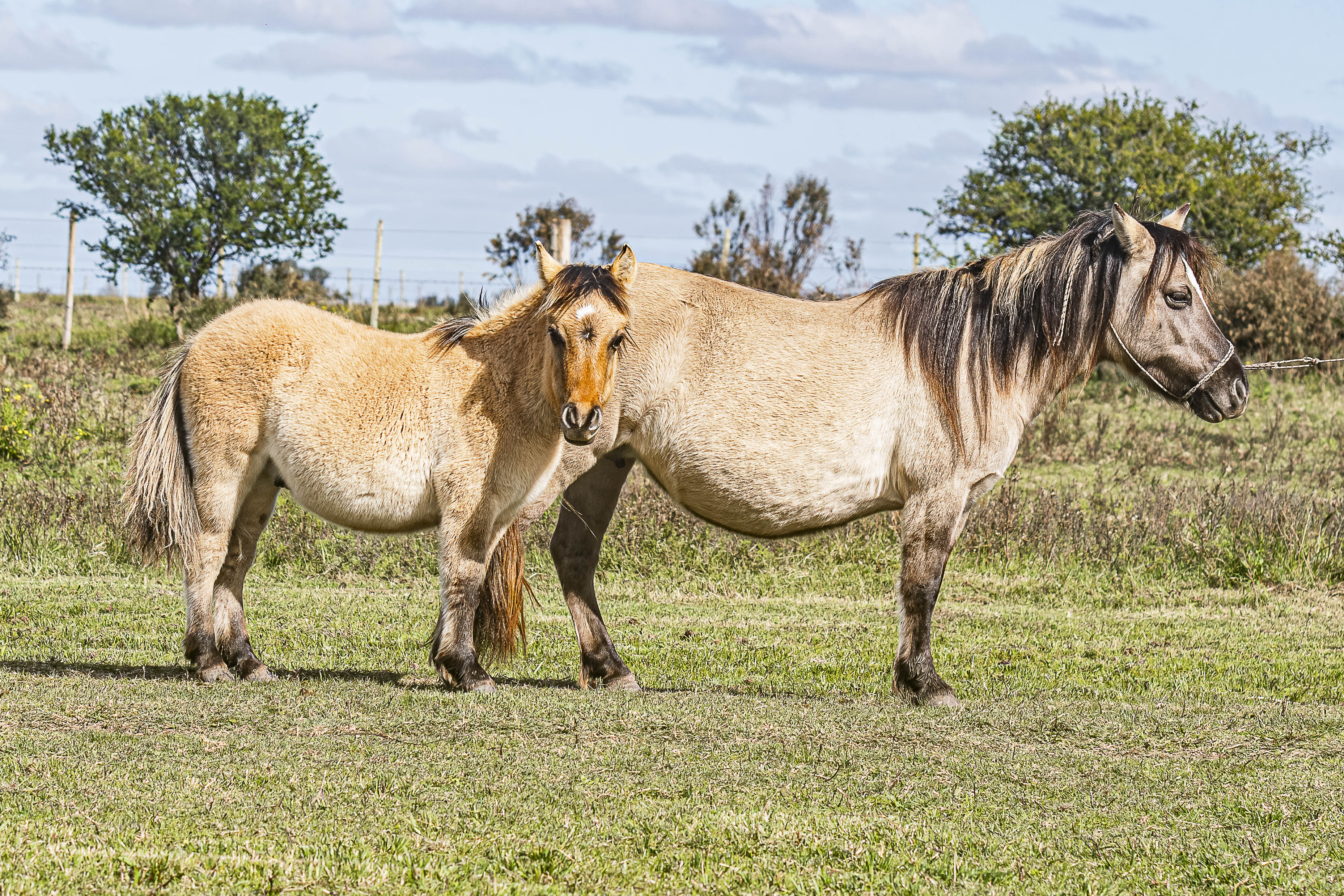 Potrillo Gen 2025 SHR Benito - Cabaña SHR Poni Shetland Uruguay